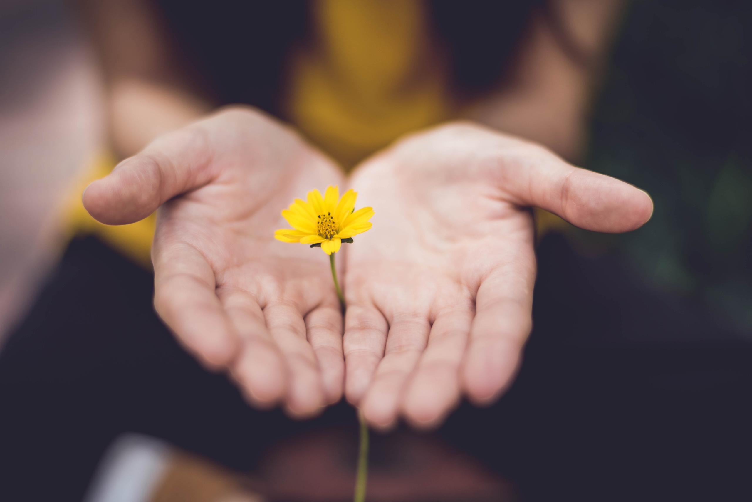 SMART Recovery. Image shows two hands holding a yellow flower.